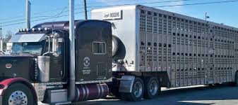 livestock-transportation